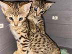 Savannah Kittens