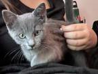 Female Russian Blue Kitten