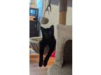 Adopt Raphael a American Shorthair
