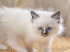 Bruno Purebred Seal Point Mitted Ragdoll Boy