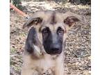 Adopt Zacai a German Shepherd Dog