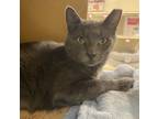 Adopt Paxton a Domestic Short Hair