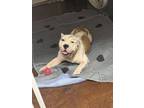 Adopt Bruce (Ragnar) a Pit Bull Terrier