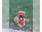 Golden Retriever PUPPY FOR SALE ADN-809597 - Champion Bloodlines OFAs Super Dog