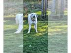 Great Pyrenees DOG FOR ADOPTION RGADN-1148011 - Della - Great Pyrenees (long