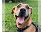 Black Mouth Cur Mix DOG FOR ADOPTION RGADN-1303368 - JUNE-Urgent Help Needed -