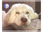 Great Pyrenees DOG FOR ADOPTION RGADN-1303376 - Blue Diamond - Great Pyrenees