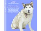 Siberian Husky DOG FOR ADOPTION RGADN-1303377 - Judy - NEW - Fagin's Haven -