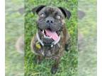 American Pit Bull Terrier-Pug Mix DOG FOR ADOPTION RGADN-1303379 - Pretty - Pug