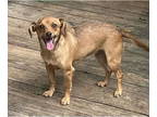 Chiweenie DOG FOR ADOPTION RGADN-1303387 - Lily/ Originally Kiwi - Dachshund /
