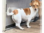 Chiweenie DOG FOR ADOPTION RGADN-1303388 - Leo/ originally Bubblegum - Dachshund