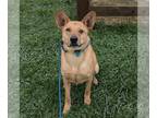 German Shepherd Dog Mix DOG FOR ADOPTION RGADN-1303408 - Toby - German Shepherd