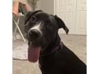 Adopt ONYX a Black Labrador Retriever, Mixed Breed