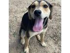 Adopt Zalie Lee a Black and Tan Coonhound, Shepherd