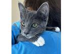 Orion Domestic Shorthair Kitten Female