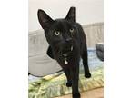 Ray Domestic Shorthair Adult Male