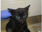 Grackle Domestic Shorthair Kitten Female