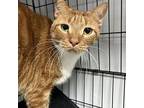 Tiger Domestic Shorthair Young Male