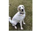 Luna Great Pyrenees Adult Female