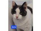 Benny American Shorthair Adult Male