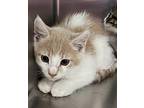 Babe Ruth Domestic Shorthair Kitten Male