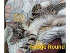 Fudge Round Domestic Shorthair Kitten Male