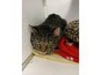 Tomato Soup Domestic Shorthair Young Male
