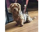 Bianca Yorkie, Yorkshire Terrier Adult Female