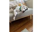 Adopt Cheerio a Pit Bull Terrier