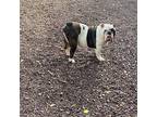 Wilmer English Bulldog Adult Male