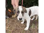 Minnie Mouse Hound (Unknown Type) Young Female