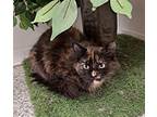 Francine Domestic Longhair Adult Female