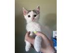 Toast Domestic Shorthair Kitten Female