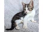 Stay Puft Domestic Shorthair Kitten Male