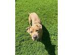 Henny Bull Terrier Young Female