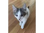 Doja Cat Domestic Shorthair Kitten Male