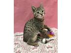 Jack Domestic Shorthair Kitten Male
