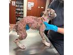 Amigo Catahoula Leopard Dog Young Male