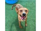 Wilbur* Retriever (Unknown Type) Adult Male