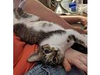 Smooch Domestic Shorthair Kitten Female