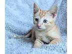 Fluff Domestic Shorthair Kitten Male