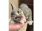 Bennett Domestic Shorthair Kitten Male