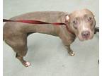 Lil Nia American Staffordshire Terrier Adult Female