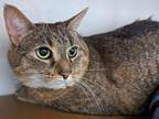 Rosebud Domestic Shorthair Adult Female