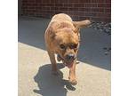 Jacie French Bulldog Adult Male