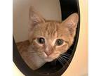 Pippin Domestic Shorthair Kitten Male