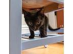 Aiden Domestic Shorthair Kitten Male