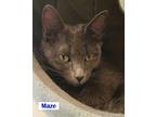 Maze Domestic Shorthair Kitten Female