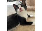 Gabby Domestic Mediumhair Kitten Female