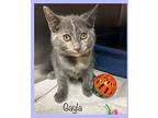 GAYLA/STORM Domestic Shorthair Kitten Female